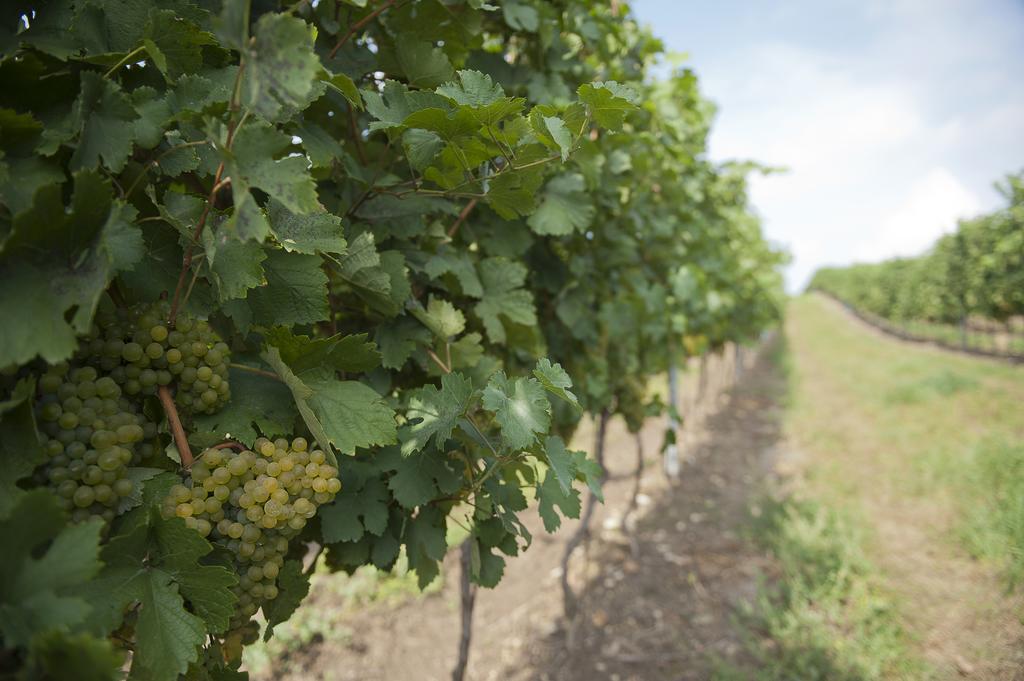 Weingut Martinshof Hotel Sankt Ulrich  Exterior photo